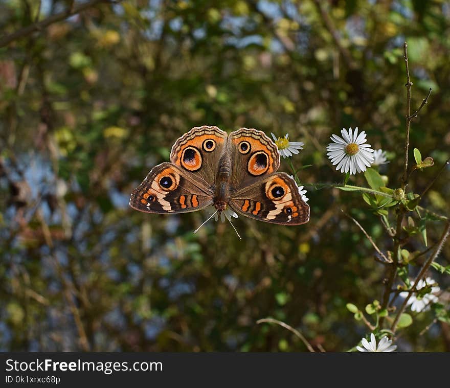 Moths And Butterflies, Butterfly, Insect, Invertebrate