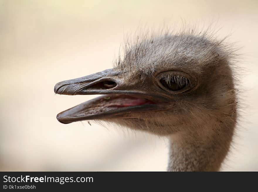 Ostrich, Beak, Fauna, Ratite