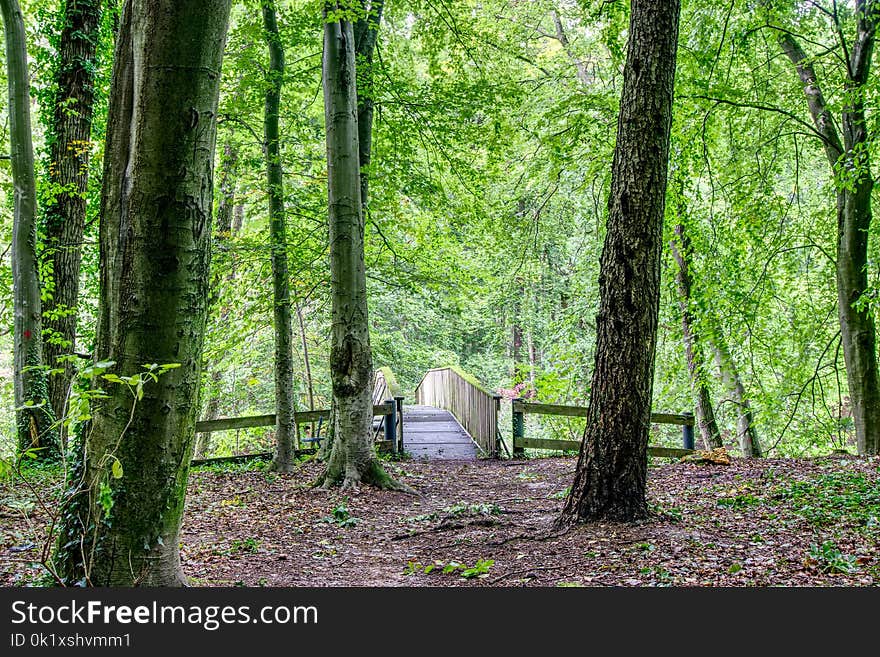 Woodland, Green, Nature, Forest