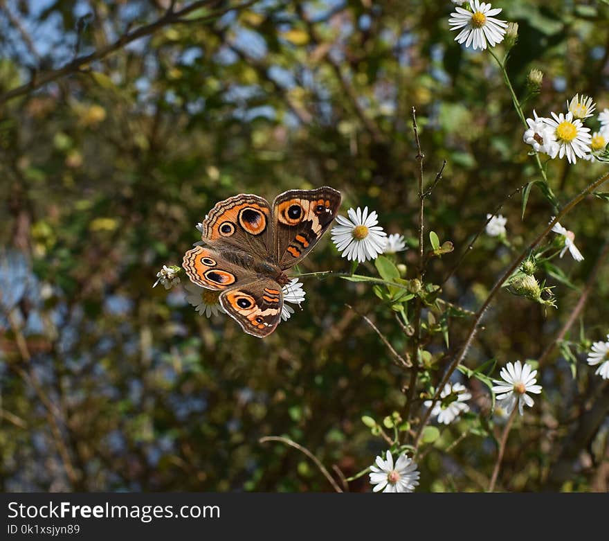 Butterfly, Moths And Butterflies, Brush Footed Butterfly, Insect