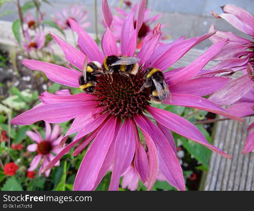 Flower, Nectar, Flora, Bee