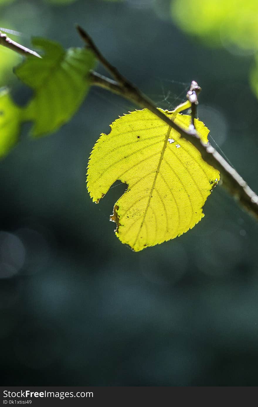 Leaf, Macro Photography, Close Up, Insect