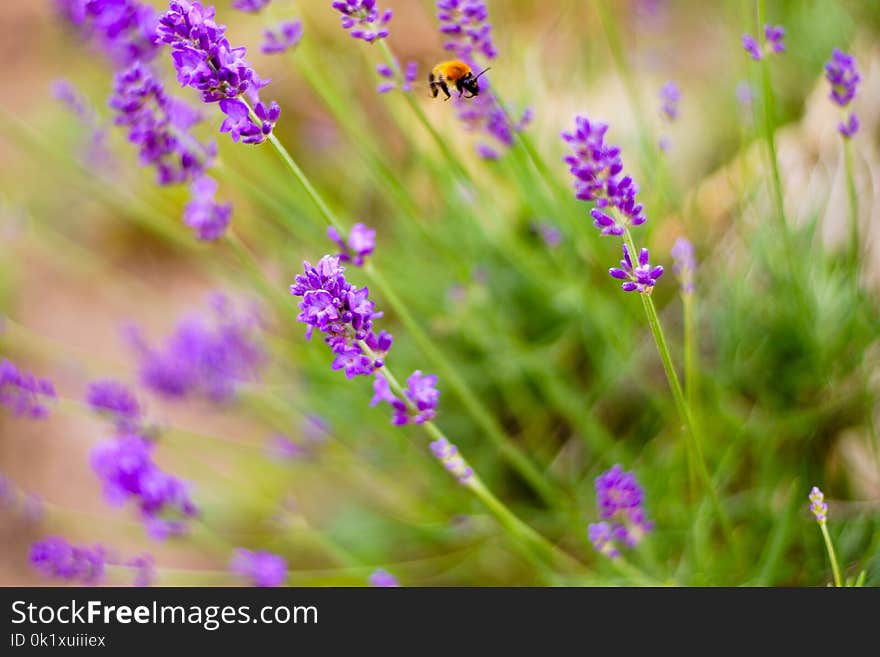 Flower, Lavender, English Lavender, Purple