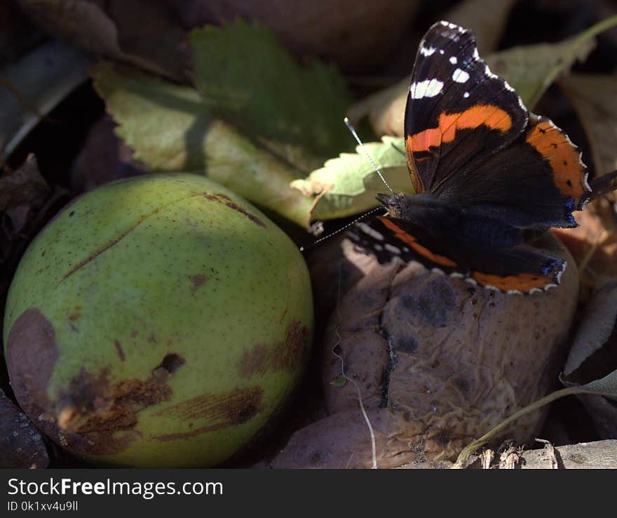 Butterfly, Insect, Moths And Butterflies, Invertebrate