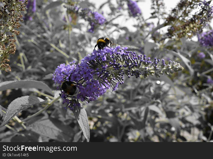 Plant, Flora, Flower, Purple