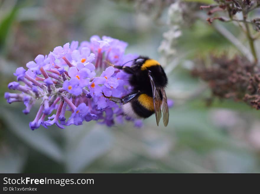 Bee, Bumblebee, Flower, Nectar