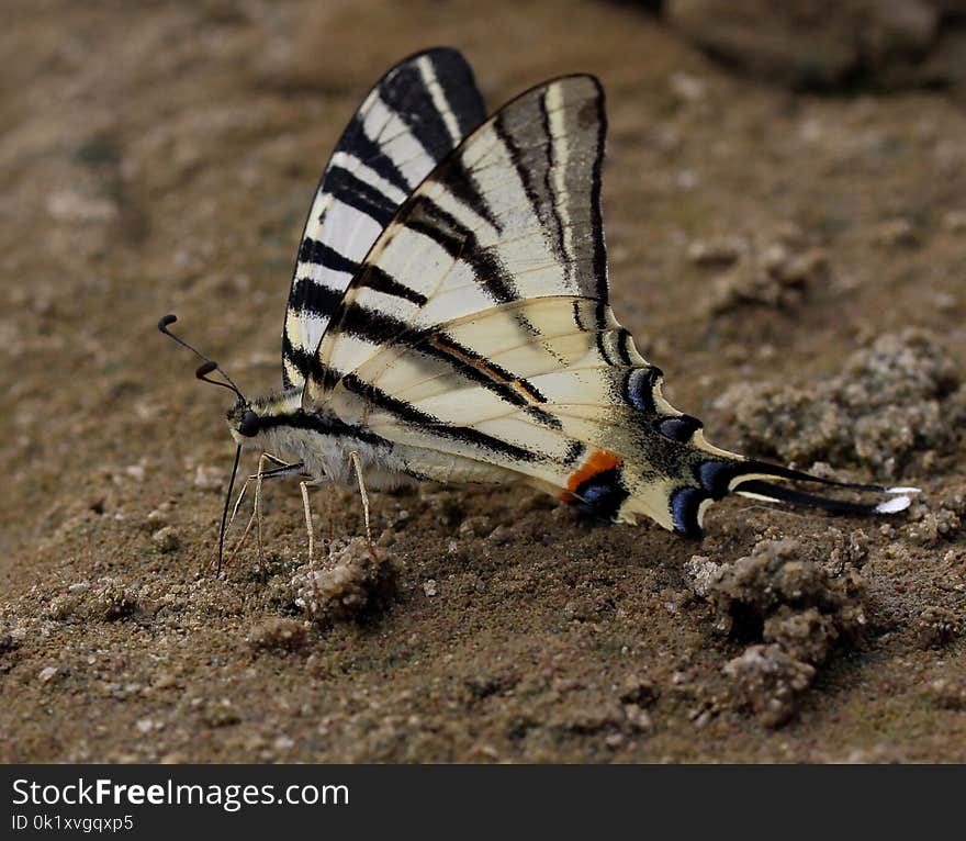 Moths And Butterflies, Butterfly, Insect, Invertebrate