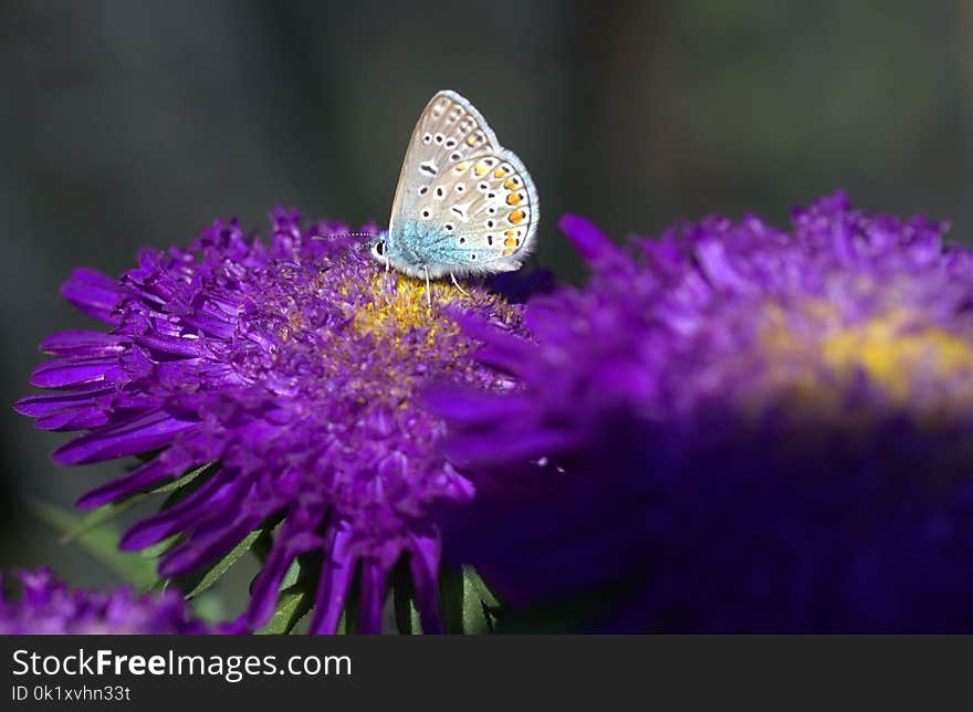 Butterfly, Moths And Butterflies, Brush Footed Butterfly, Flower