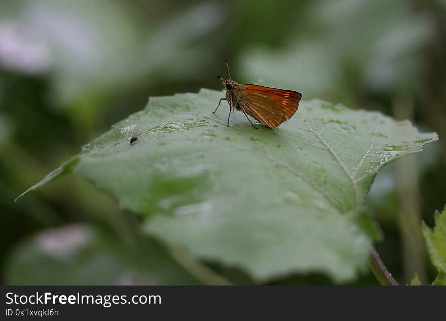 Insect, Butterfly, Moths And Butterflies, Lycaenid