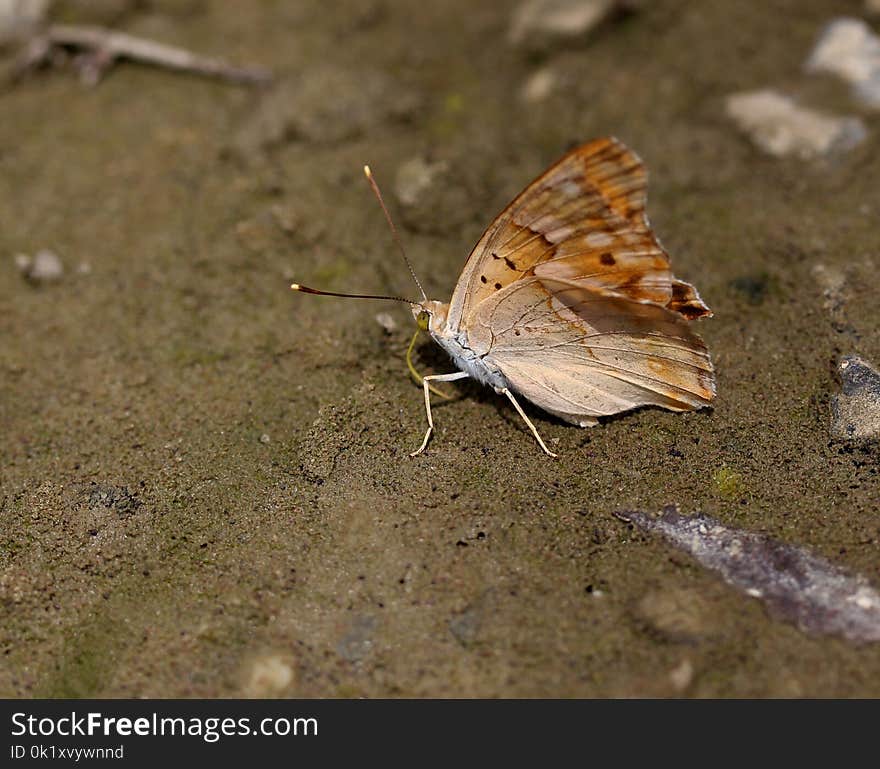 Butterfly, Moths And Butterflies, Insect, Invertebrate