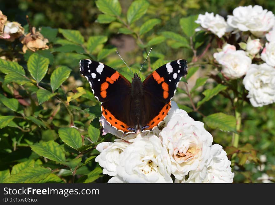 Butterfly, Moths And Butterflies, Insect, Brush Footed Butterfly