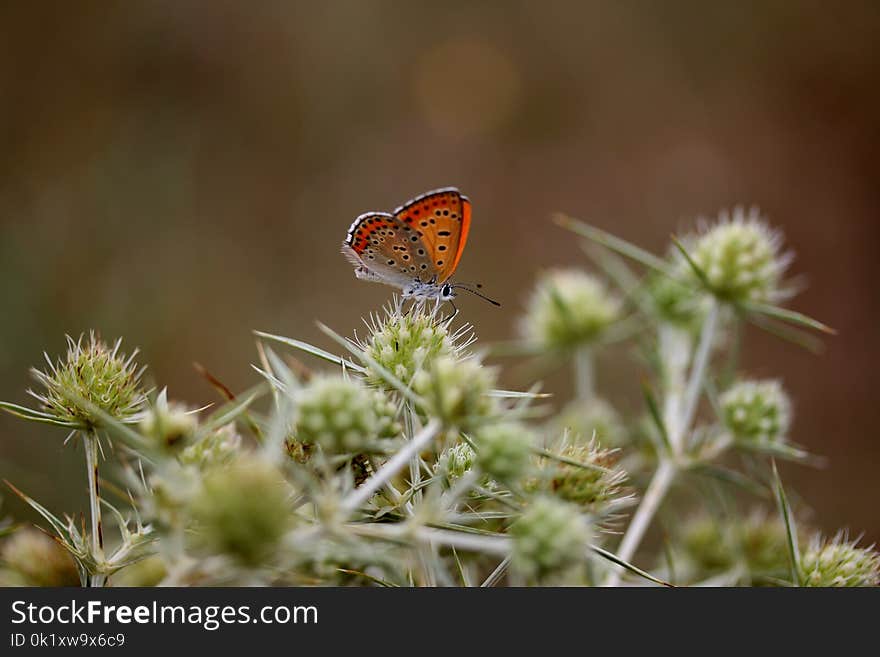 Butterfly, Insect, Moths And Butterflies, Brush Footed Butterfly