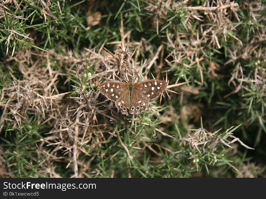 Flora, Fauna, Plant, Grass