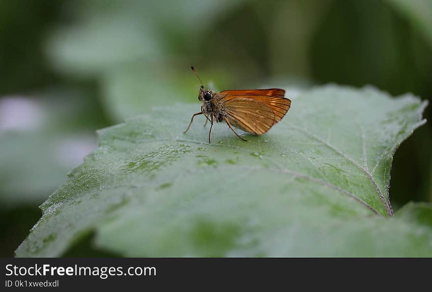 Insect, Butterfly, Lycaenid, Moths And Butterflies