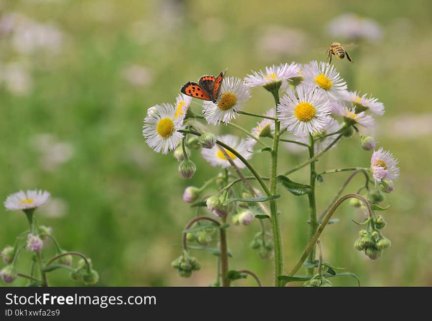 Flower, Flora, Honey Bee, Nectar