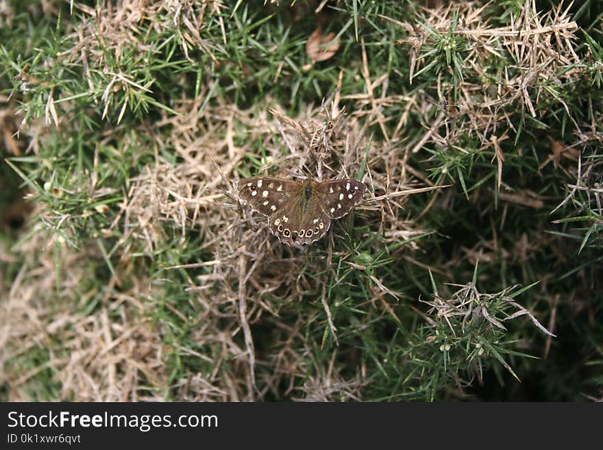 Flora, Plant, Grass, Grass Family