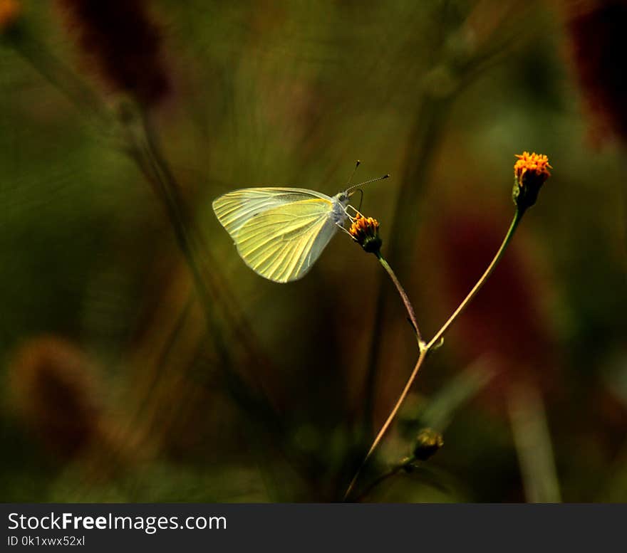 Butterfly, Insect, Moths And Butterflies, Fauna