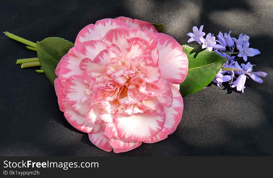 Flower, Pink, Flowering Plant, Plant