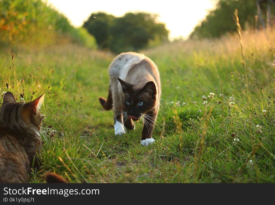 Cat, Fauna, Small To Medium Sized Cats, Grass