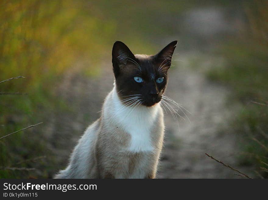 Cat, Whiskers, Fauna, Mammal