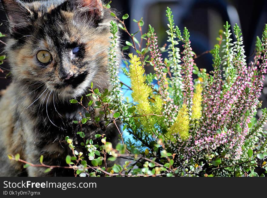 Cat, Small To Medium Sized Cats, Whiskers, Plant