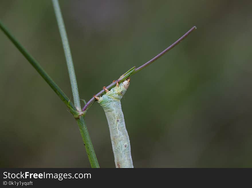 Insect, Dragonfly, Damselfly, Invertebrate