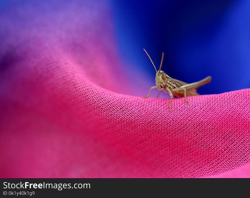 Insect, Macro Photography, Close Up, Grasshopper