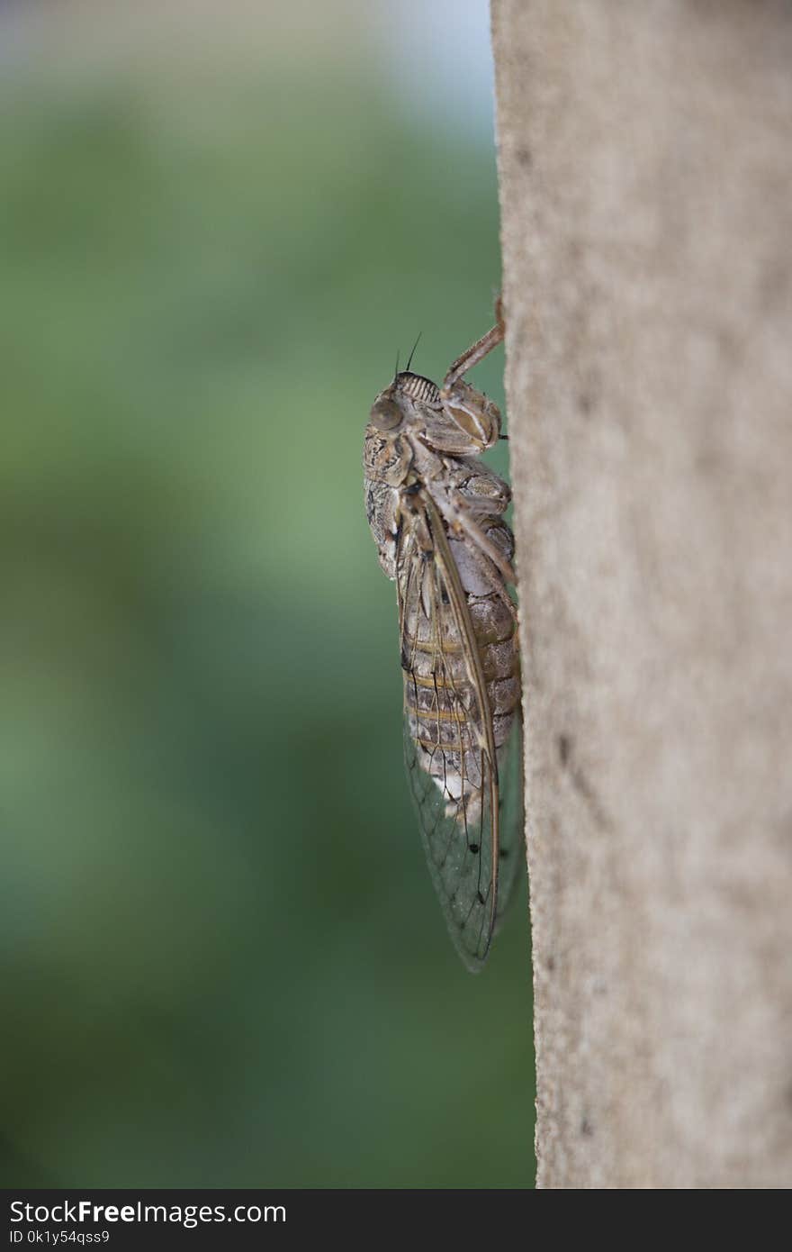 Insect, Invertebrate, Cicada, Fauna