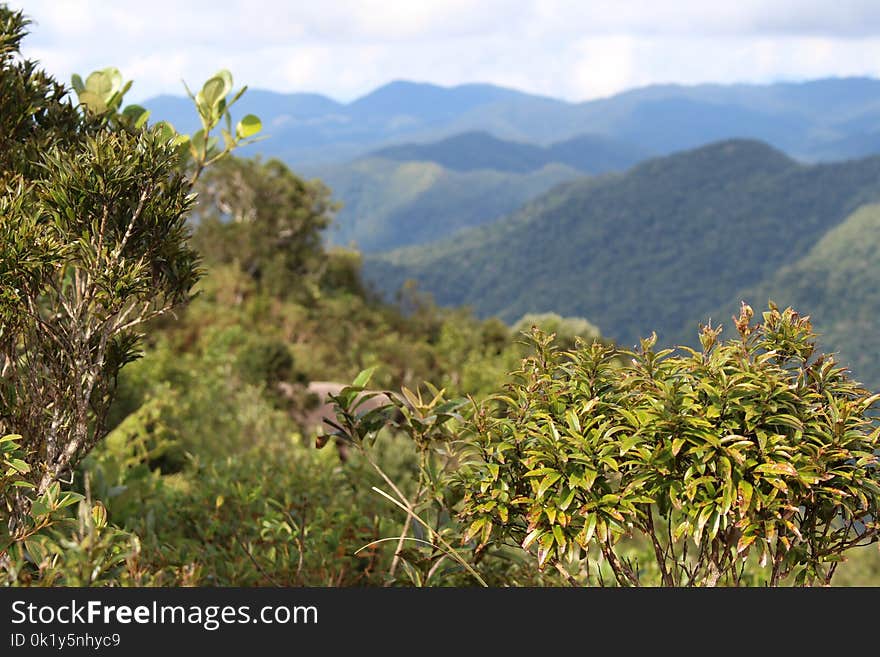 Vegetation, Ecosystem, Nature Reserve, Shrubland