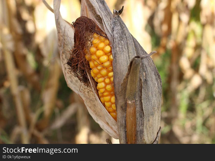 Commodity, Maize