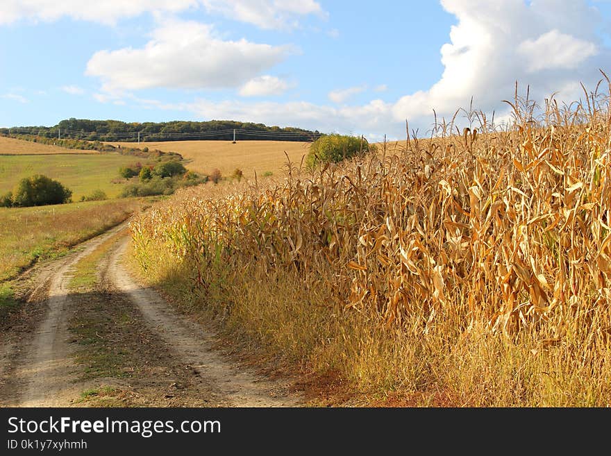 Sky, Road, Field, Ecosystem