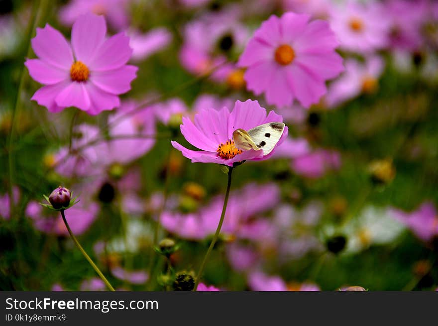 Flower, Garden Cosmos, Nectar, Flora