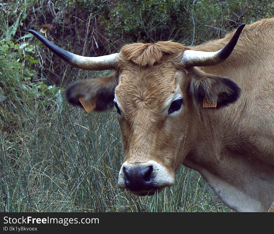 Horn, Cattle Like Mammal, Fauna, Wildlife