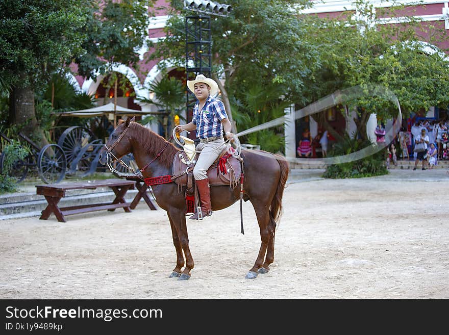 Horse, Western Riding, Tree, Horse Like Mammal