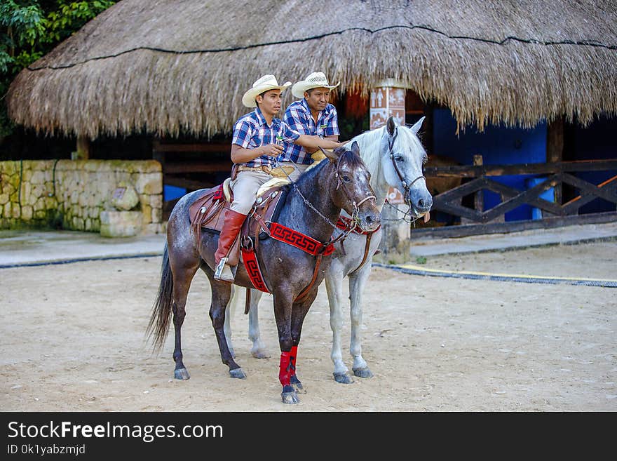 Horse, Rein, Bridle, Western Riding