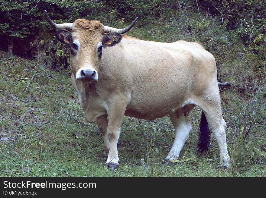 Cattle Like Mammal, Fauna, Horn, Cow Goat Family