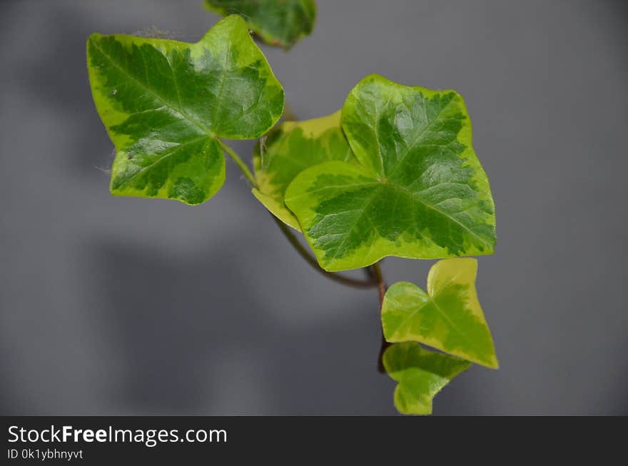 Leaf, Plant, Ivy, Branch