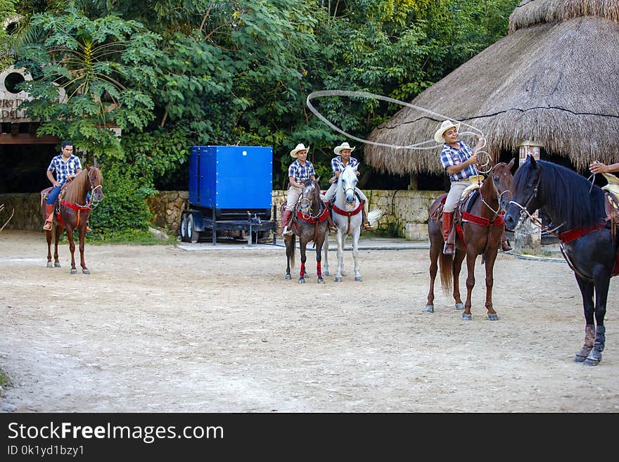 Horse, Tree, Horse Like Mammal, Pack Animal