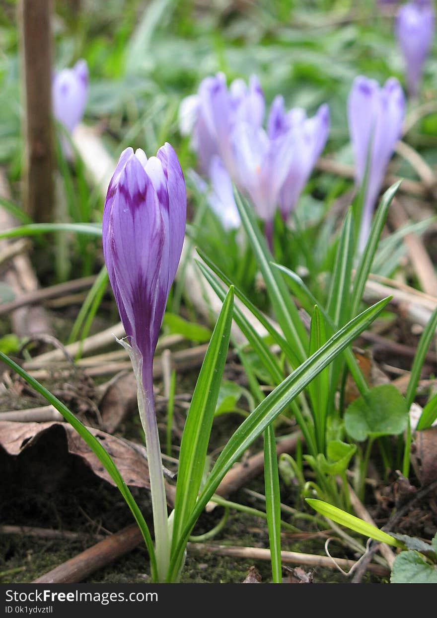 Plant, Flower, Crocus, Flora