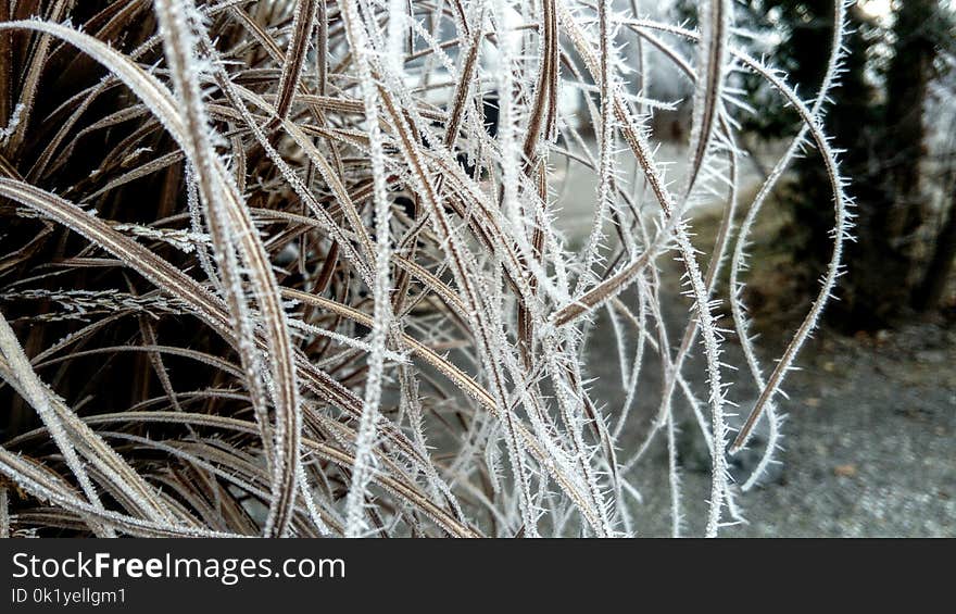 Frost, Branch, Freezing, Winter