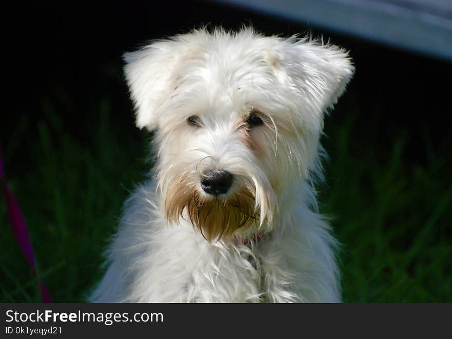 Dog, Dog Breed, Dog Like Mammal, Terrier