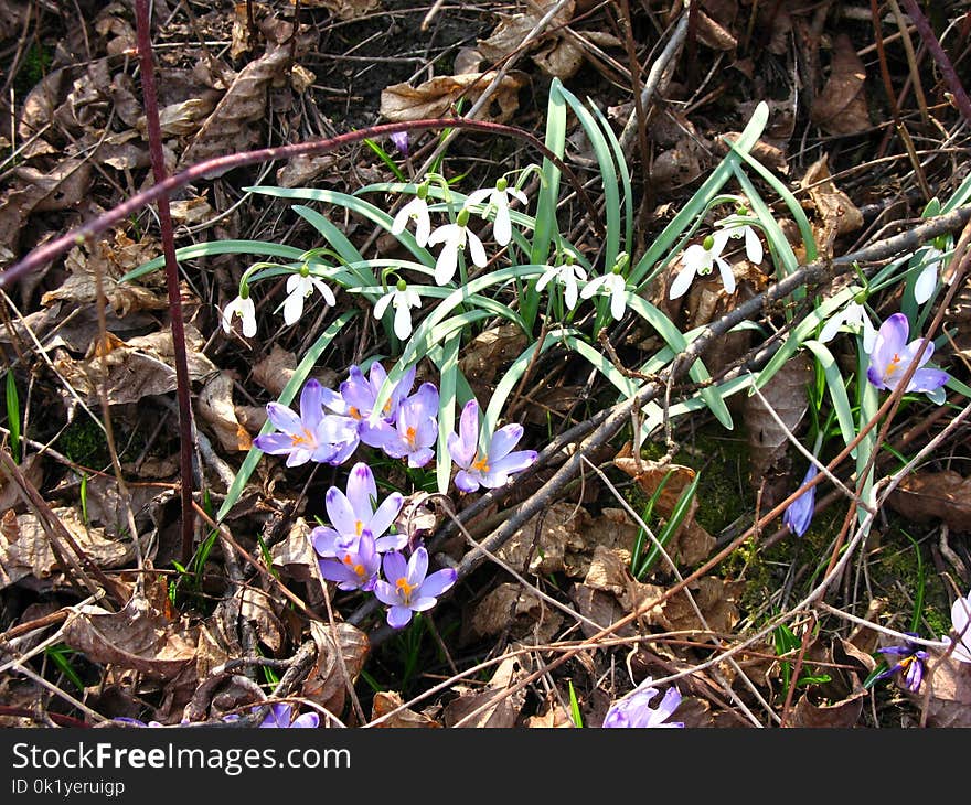 Flower, Plant, Flora, Flowering Plant