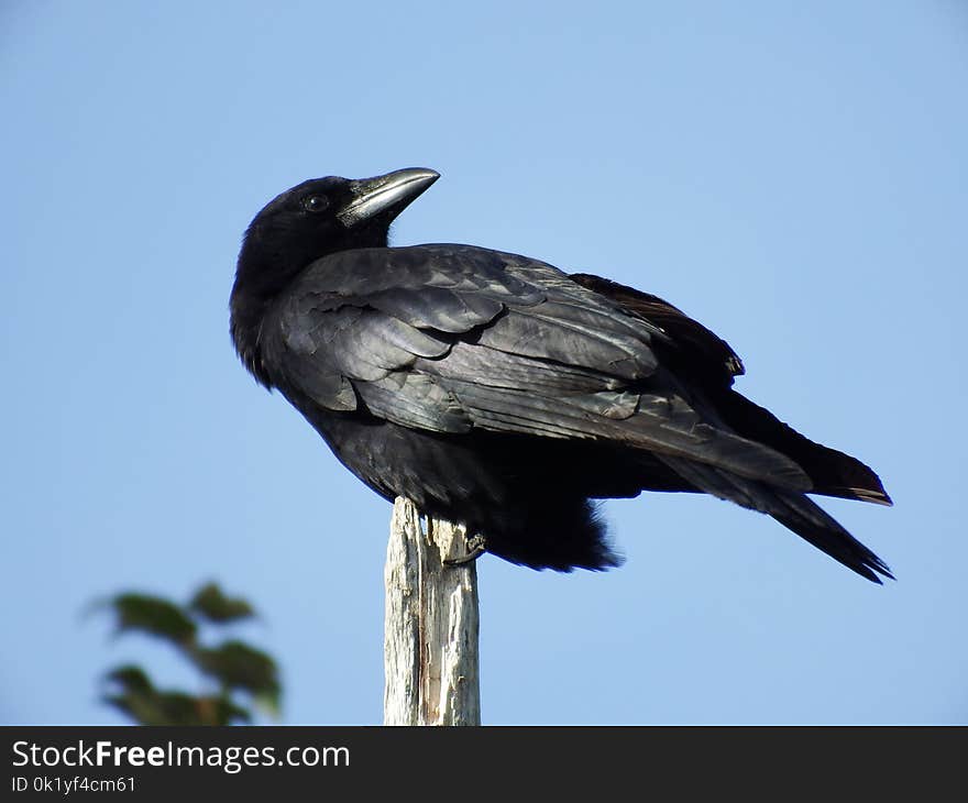 Bird, American Crow, Fauna, Rook