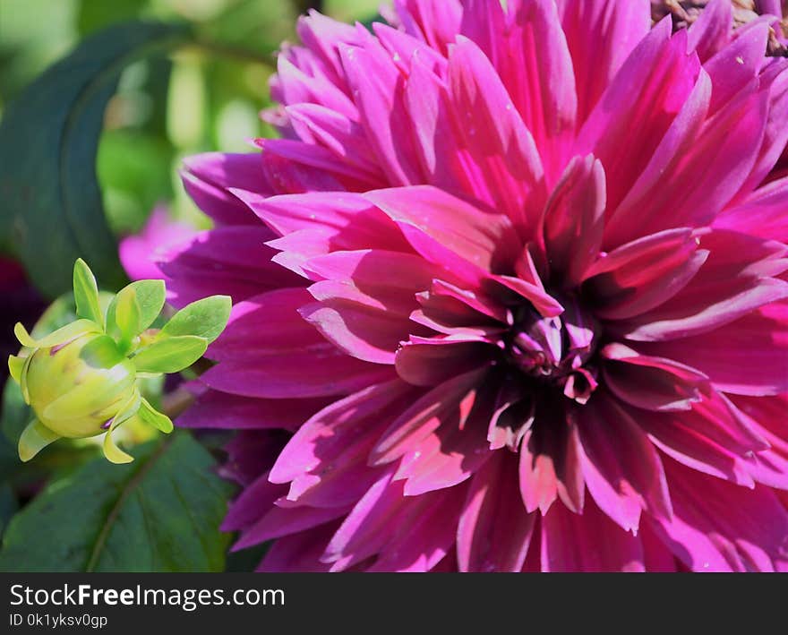 Flower, Plant, Flowering Plant, Dahlia