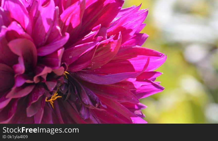 Flower, Flowering Plant, Plant, Purple