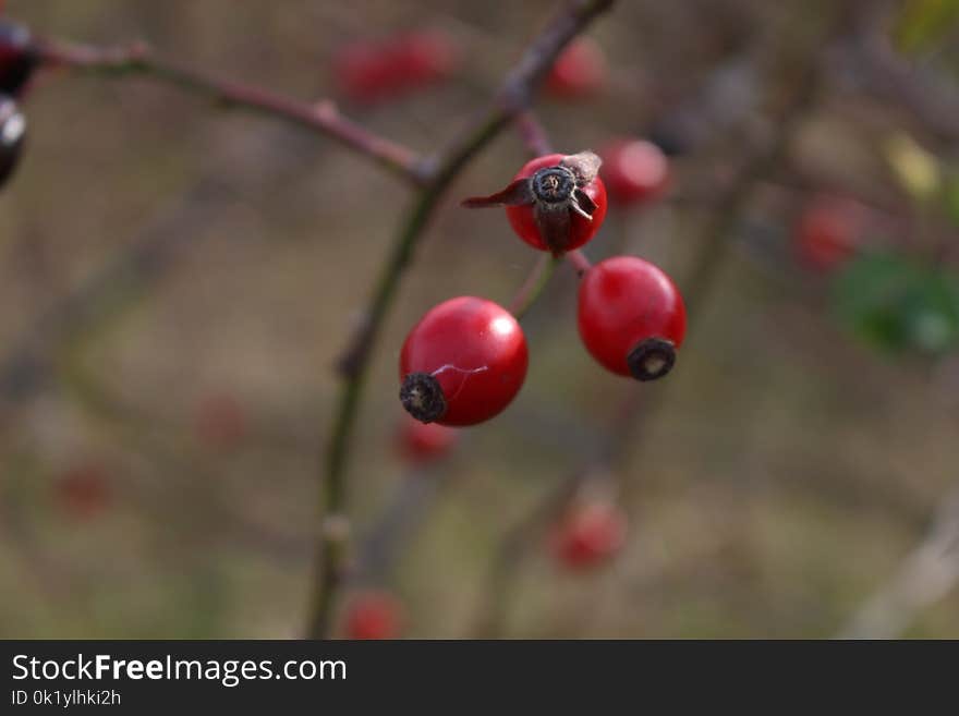 Rose Hip, Berry, Fruit, Twig