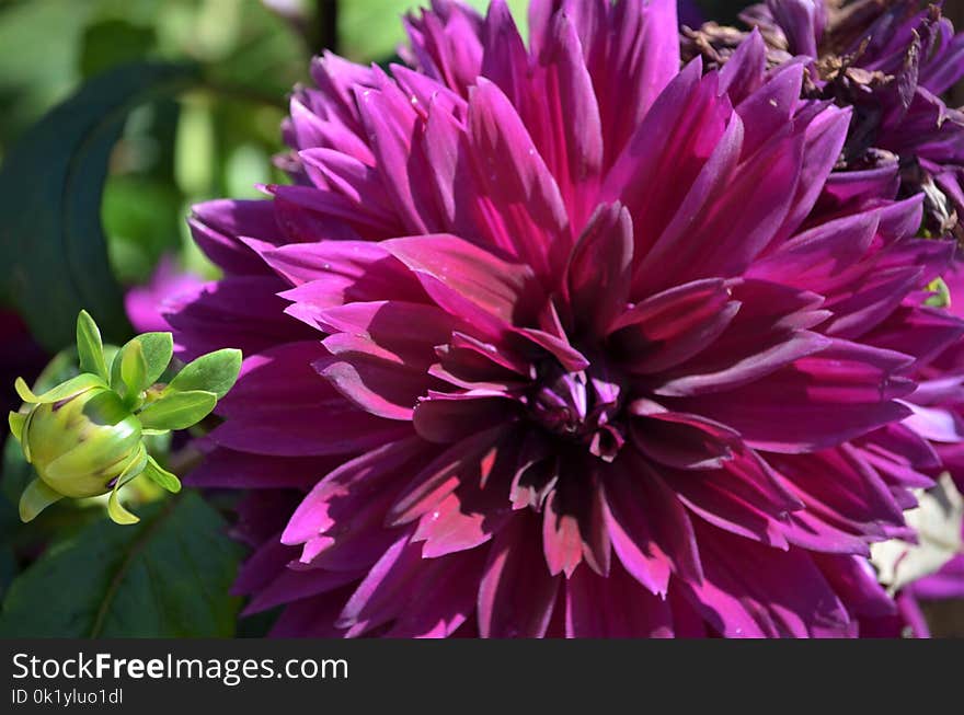 Flower, Plant, Purple, Flowering Plant