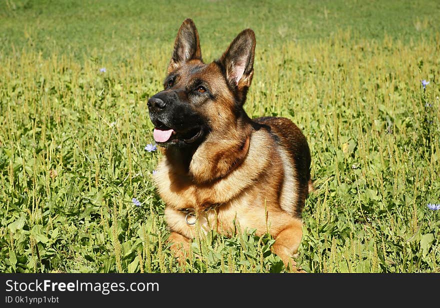 Dog, German Shepherd Dog, Dog Breed, Old German Shepherd Dog