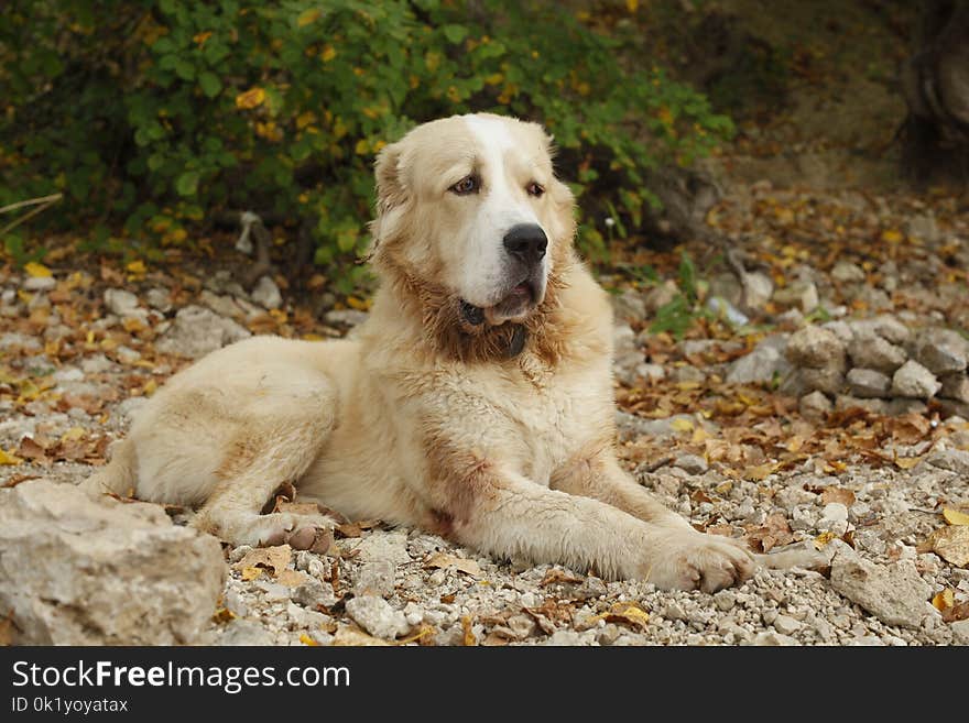 Dog, Dog Like Mammal, Dog Breed, Dog Breed Group