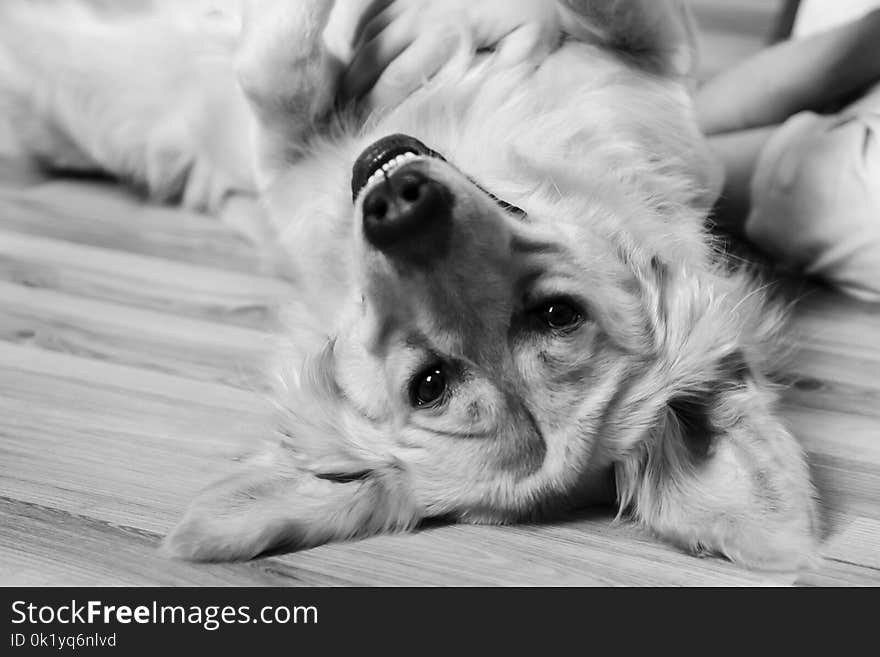 Dog, Dog Like Mammal, Black And White, Dog Breed